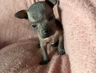 puppy