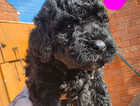 Puppy