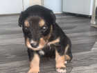 Puppy