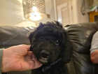 Puppy