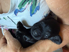 puppy