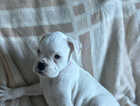 Puppy