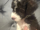 puppy