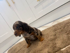 puppy