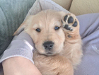 puppy