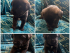 puppy