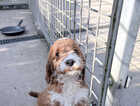 Puppy