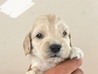 winnie