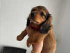 Puppy