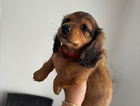 puppy