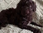 Puppy