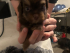 puppy