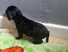 Puppy