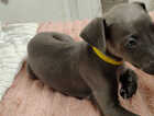 Puppy