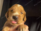 puppy