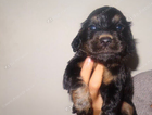 puppy