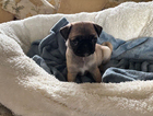 puppy