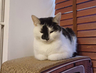 KITTY MINX IS MISSING