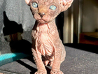 kitten