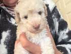 puppy