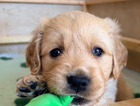 puppy