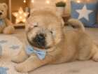 Puppy