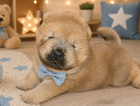 puppy