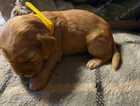 Puppy