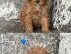 Puppy