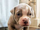 Puppy