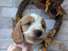 puppy