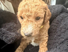 puppy