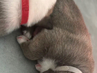 grey male
