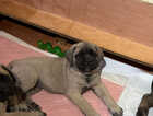 Puppy