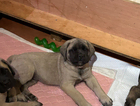 puppy