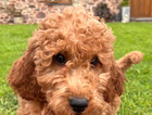 puppy