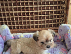 puppy