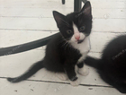 kitten