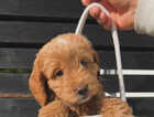 Puppy