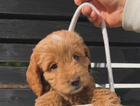 puppy