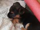 puppy
