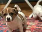 Puppy