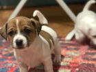 puppy