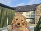 puppy