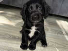 Puppy