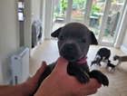 blue/brindle girl