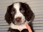 puppy
