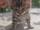 Kitten