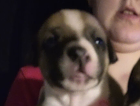 puppy