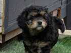 Puppy